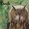 Doris Kucik - Owl - Paintings