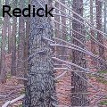 Pamela Lang Redick - Forest - Mixed Media