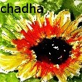 baljit singh chadha - 2014 - None