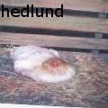 grace alexina hedlund - fluffy - Oil Painting